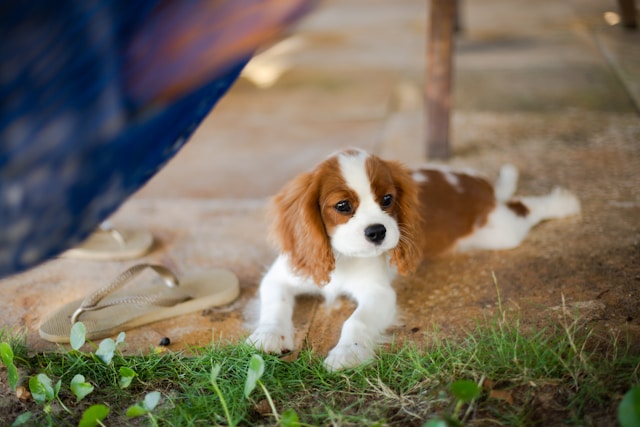 die-5-besten-hunde-fr-senioren