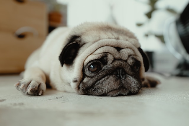 die-5-besten-hunde-fr-senioren