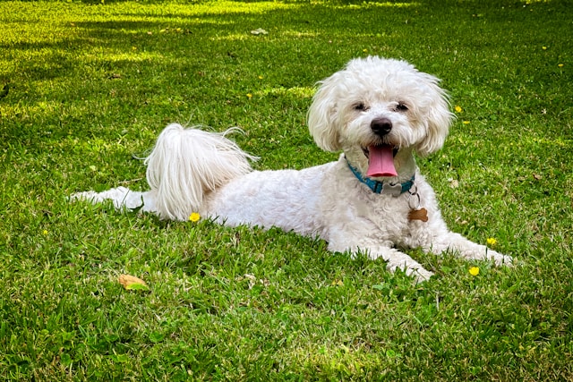 die-5-besten-hunde-fr-senioren