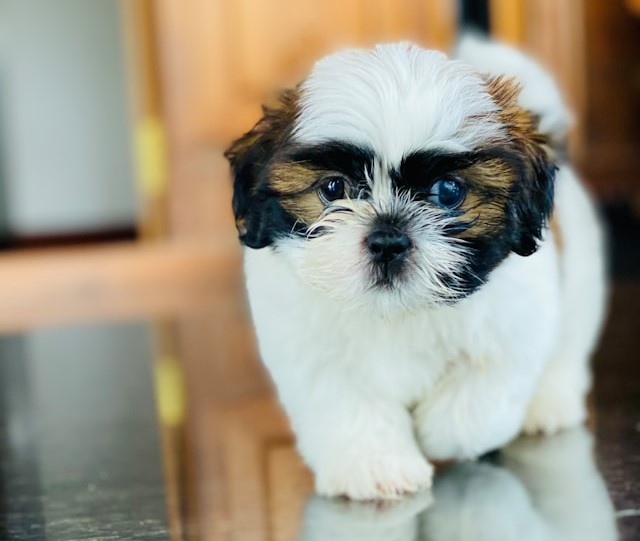 die-5-besten-hunde-fr-senioren