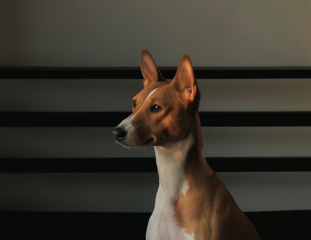 10-hunde-die-man-meiden-sollte-wenn-kinder-im-haus-sind