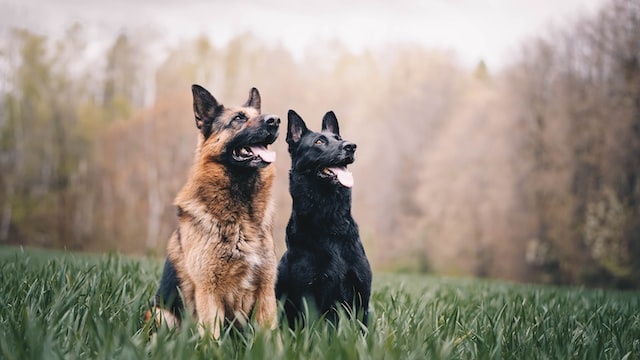 die-5-klgsten-hunde
