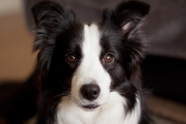 die-5-klgsten-hunde
