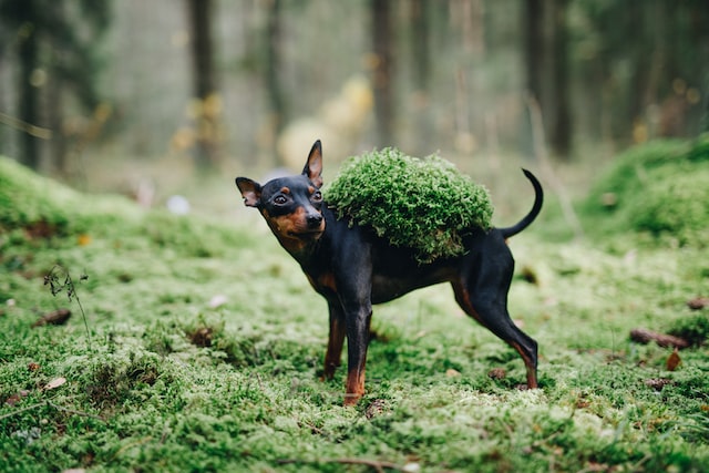 die-5-klgsten-hunde