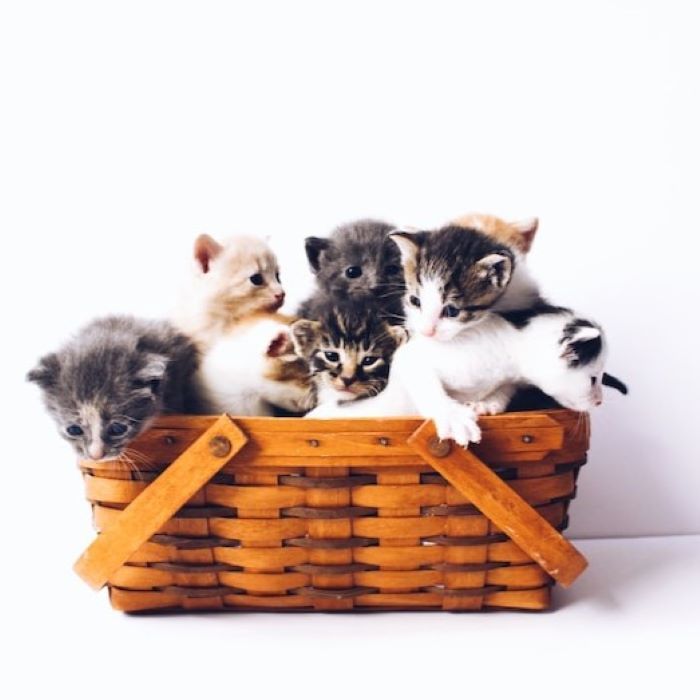 10-schne-katzennamen