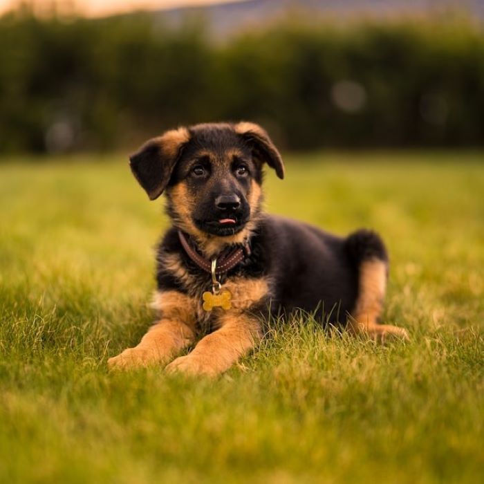 die-10-schnsten-namen-fr-hunde