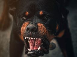 10-hunde-die-man-meiden-sollte-wenn-kinder-im-haus-sind